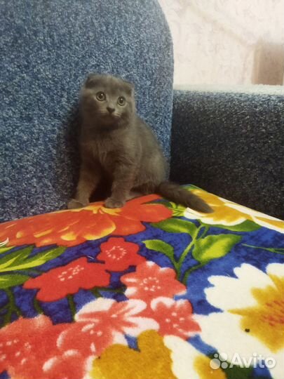 Шотландская вислоухая кошка бесплатно