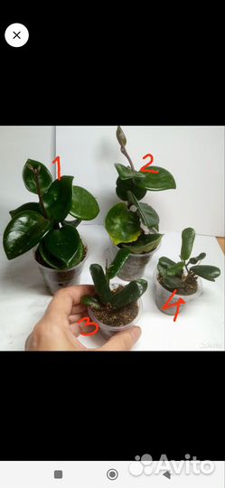 Хойи и дисхидия