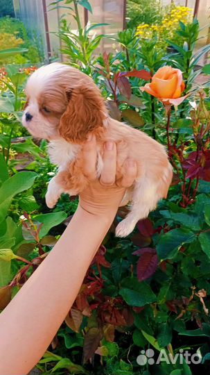 Мини девочка