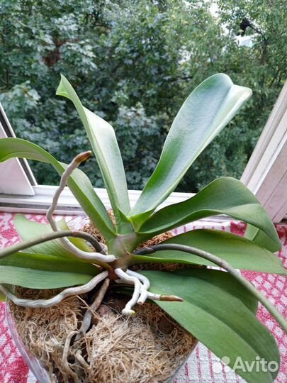 Орхидея фаленопсис