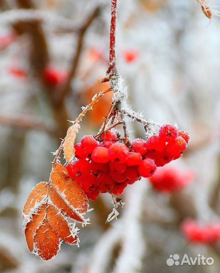 Саженцы рябины, яблоня