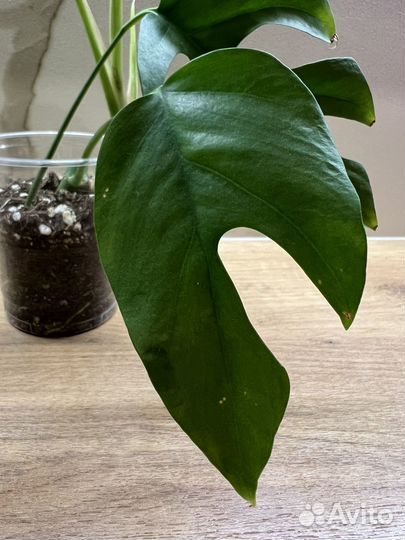 Рафидофора тетрасперма