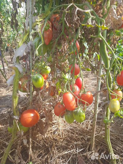 Помидоры домашние
