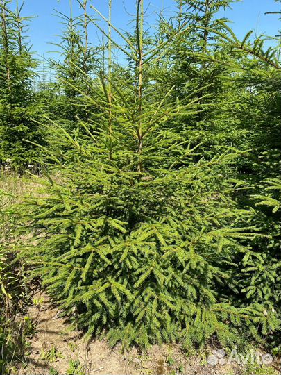 Ель оптом