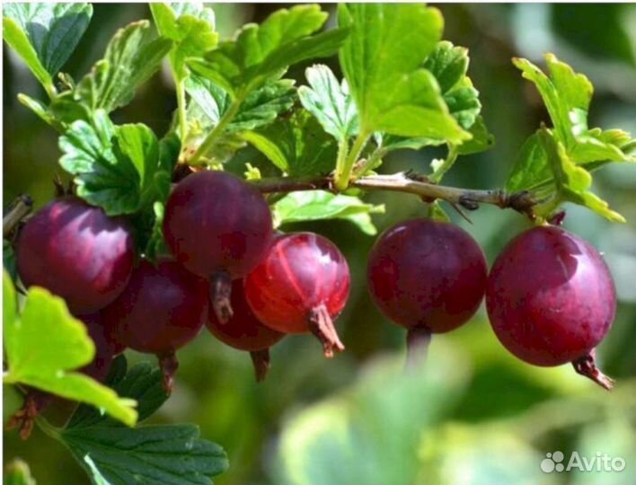 Саженцы крыжовника Малошипный