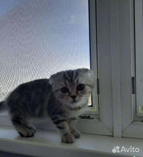 Москитная сетка антикошка