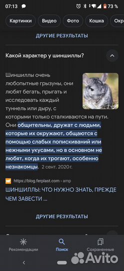 Шиншилла с клеткой