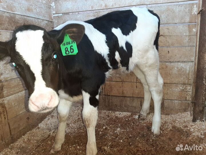 Крс на откорм, бычки