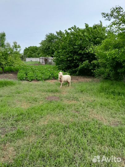 Баран на племя