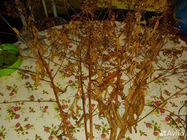 Семена лилий