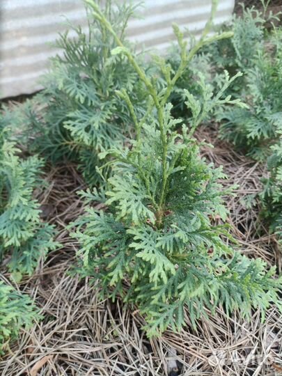 Туя западная смарагд