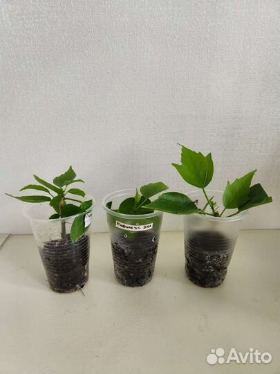 Гибискус белый сортовой Cairo White