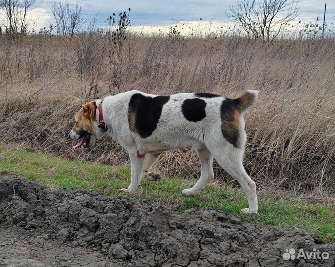 Cреднеазиатская овчарка, алабай, сао. Вязка