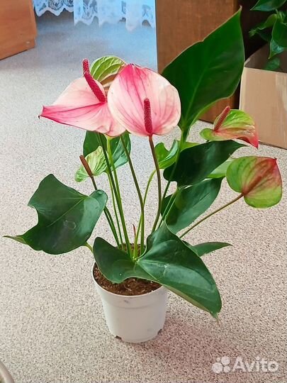 Антуриум Мистик