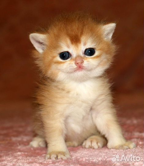 Британские золотые шиншиллы