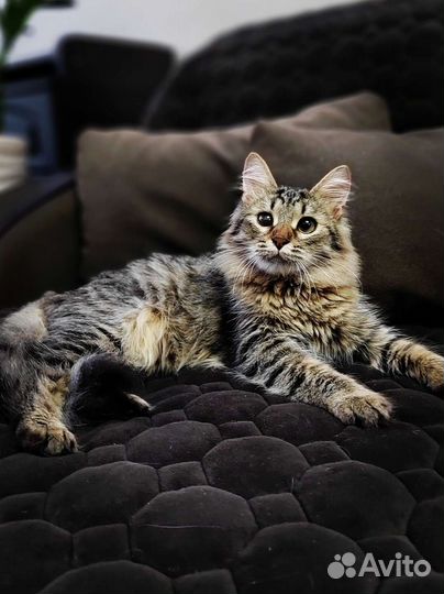 Котенок 5 месяцев