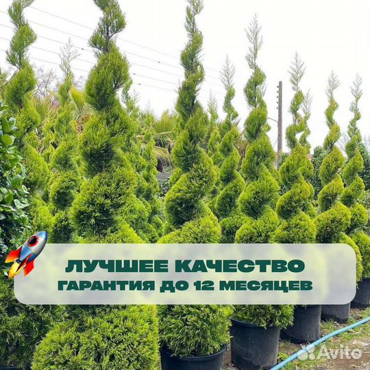 Туя брабант 1,8 м