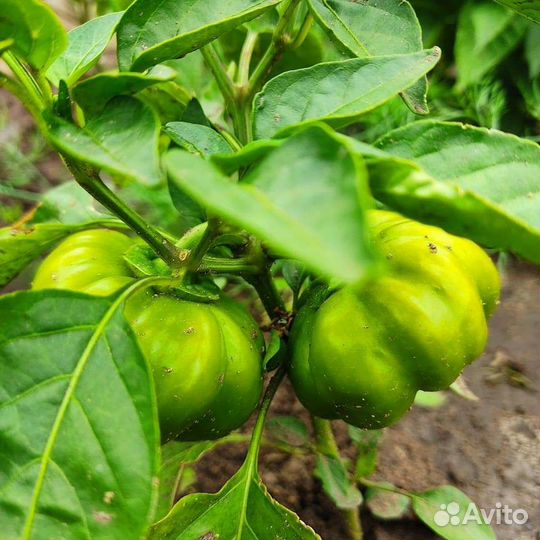 Органическое удобрение биогумус(вермикомпост)