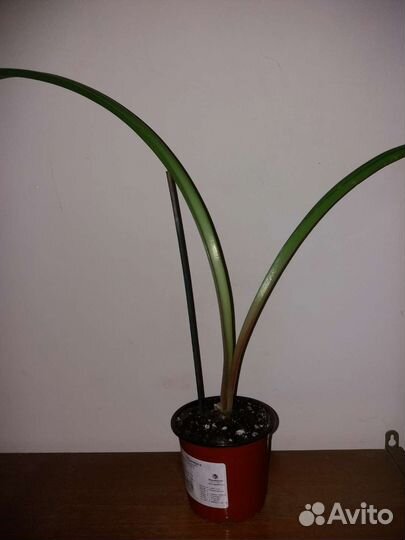 Гиппеаструм