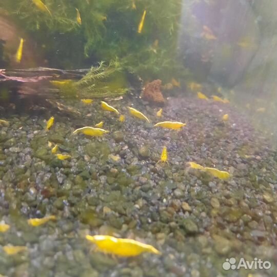 Аквариумные рыбки