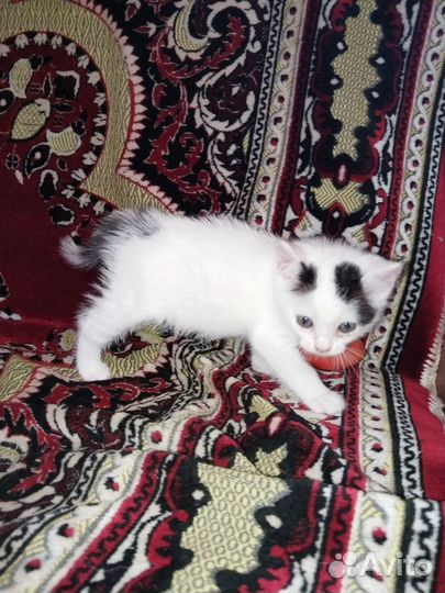 Кошка в дар бесплатно
