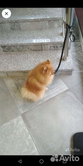 Шпиц вязка Бесплатно с инструктором