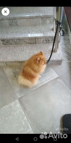 Шпиц вязка Бесплатно с инструктором