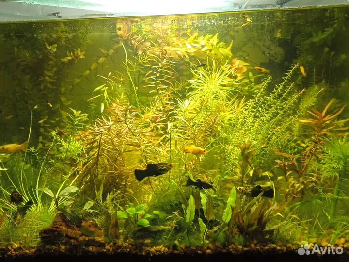 Аквариумные растения