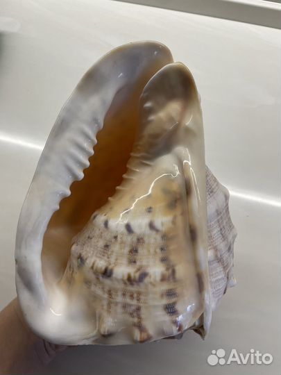 Ракушка декоративная
