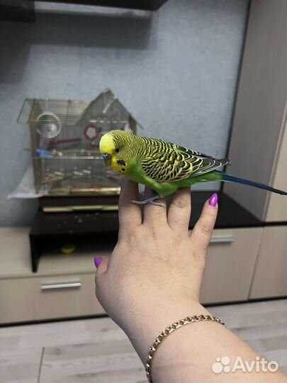 Волнистый попугай ручной