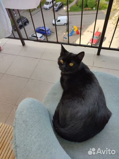 Котики в добрые руки