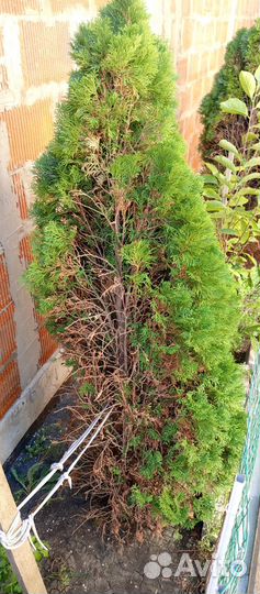 Уличные растения