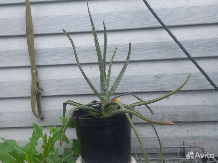 Алоэ древовидный