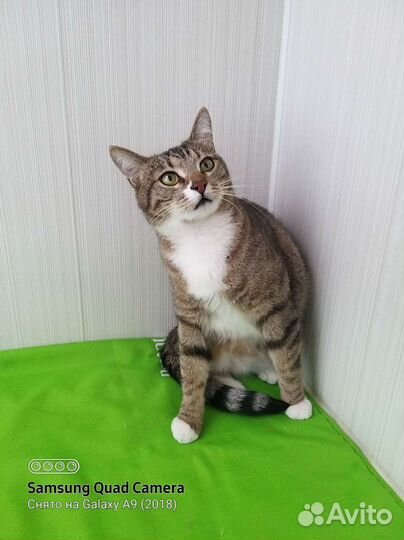 Котенок полосатик 10 мес ищет добрые руки