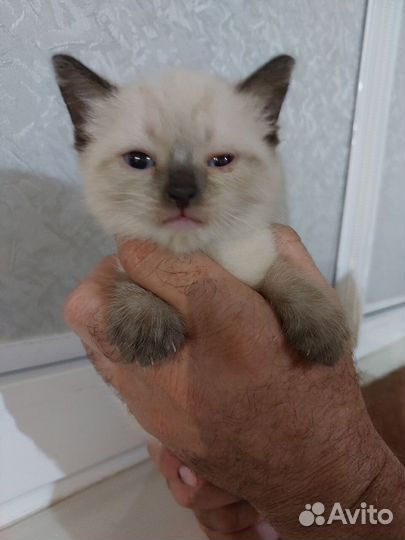 Котенок по имени Гав