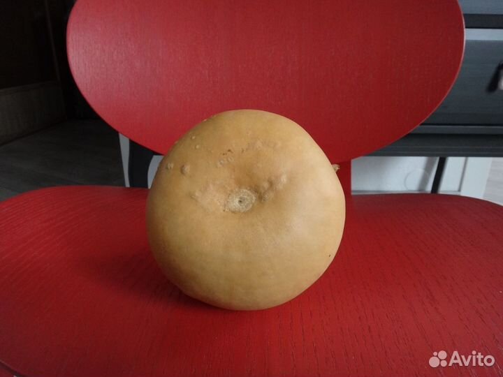 Тыква декоративная, сухая-сувенир