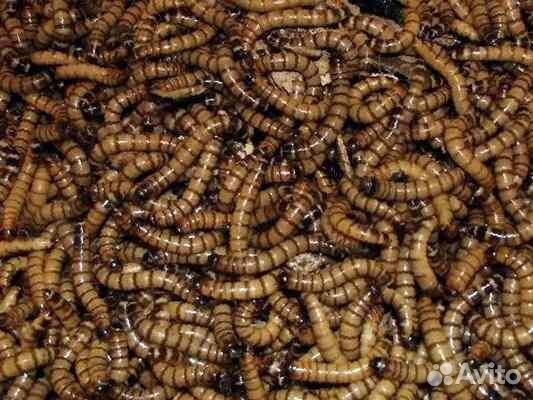 Кормовые насекомые