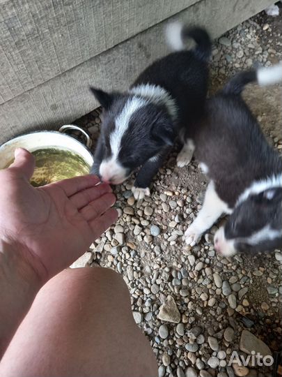 Щенки Русско-европейской лайки