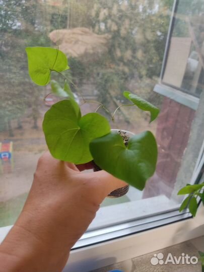 Диоскорея слоновая