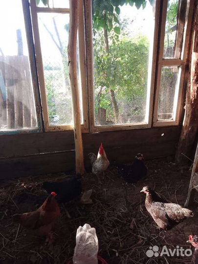 Карликовые куры