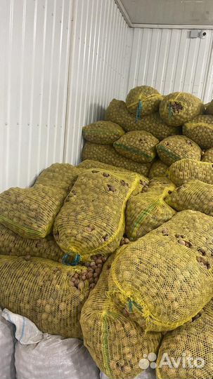 Грецкий орех в скорлупе