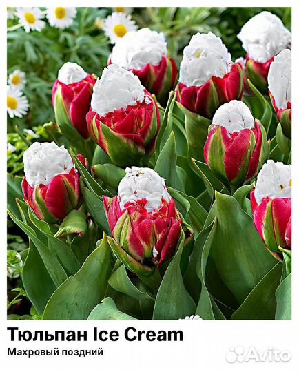 Тюльпаны луковицы