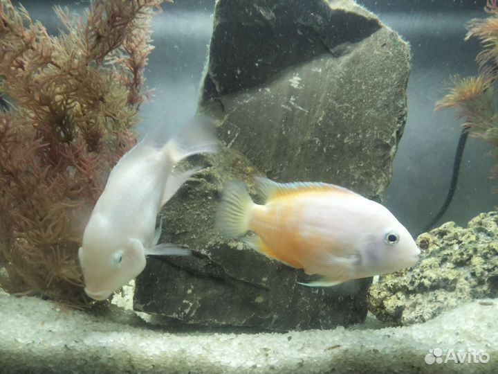 Аквариумные рыбки цихлиды