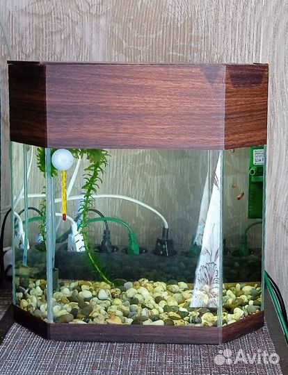 Аквариум