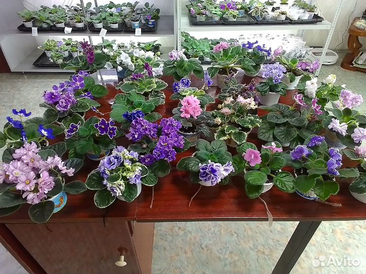 Сортовые фиалки цветущие