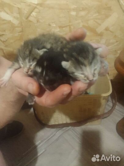 Котята в добрые руки бесплатно