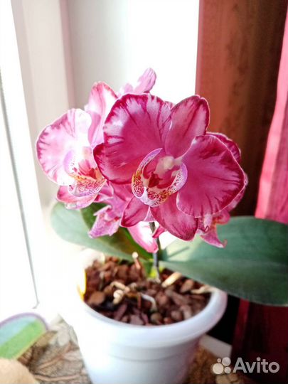 Орхидея фаленопсис сорт Капучино