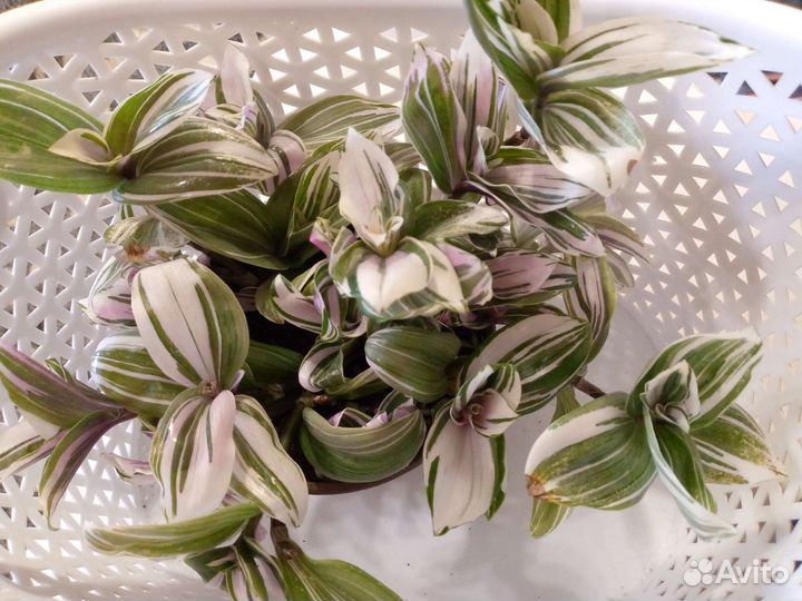 Комнатные растения