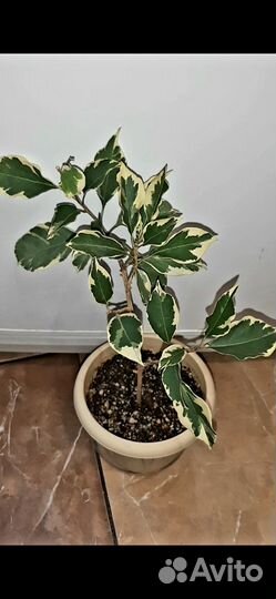 Бугенвиллии вариегатные 3 сорта