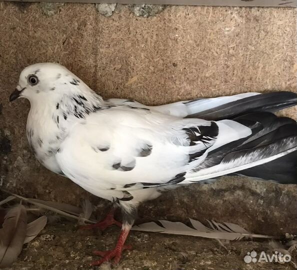 Продам бойных голубей